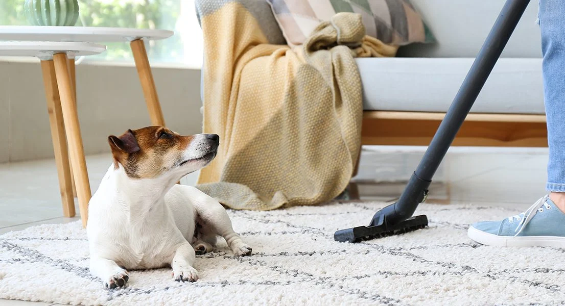 Evcil Hayvanlı Evler İçin Temizlik Rehberi